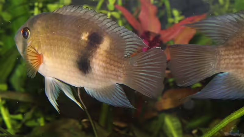 Cleithracara maronii von TDG (60)