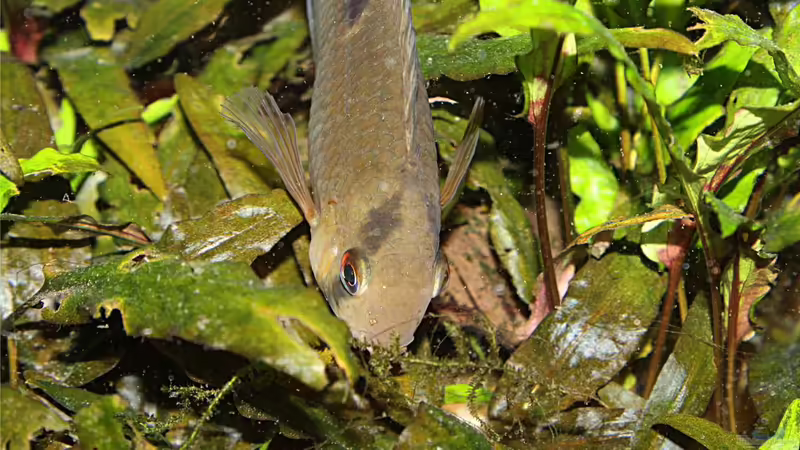 Cleithracara maronii von TDG (61)