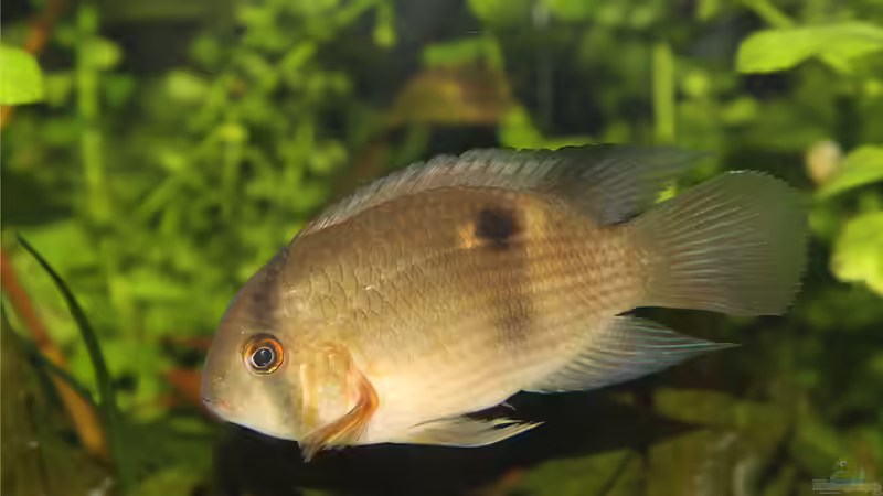 Cleithracara maronii von TDG (62)