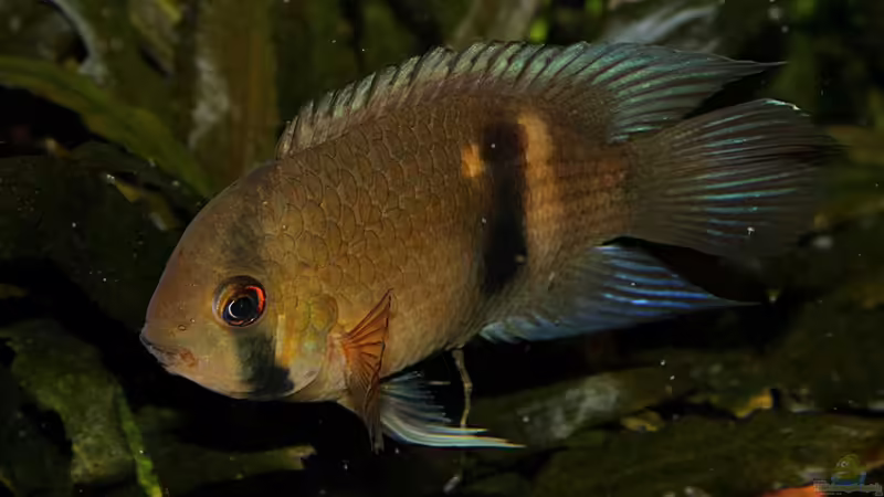 Cleithracara maronii von TDG (64)