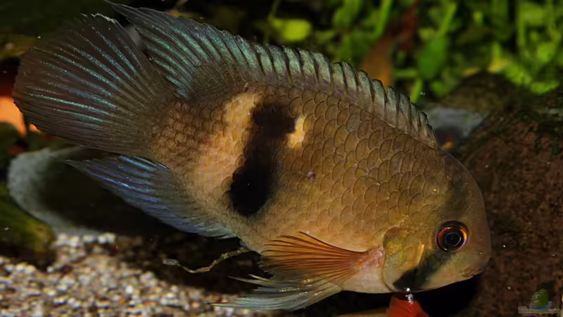 Cleithracara maronii von TDG (65)