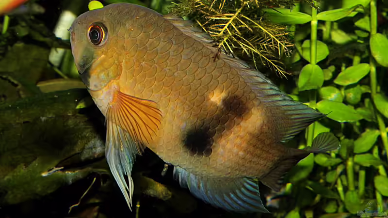 Cleithracara maronii von TDG (66)