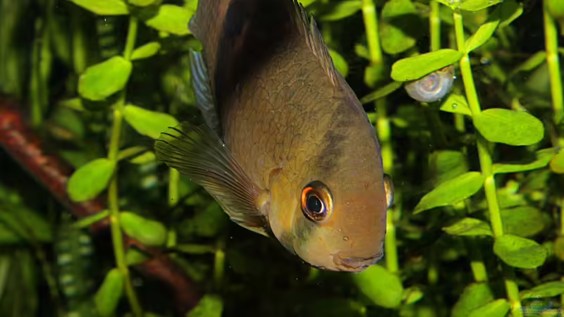 Cleithracara maronii von TDG (68)