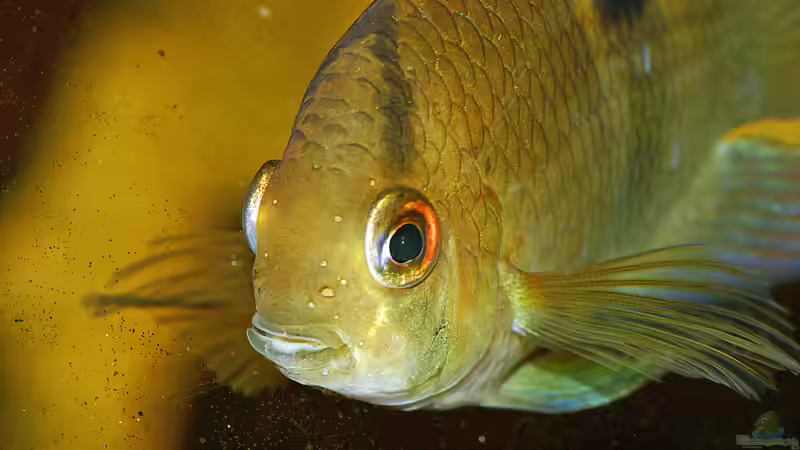 Cleithracara maronii von timo-on-keys (33)