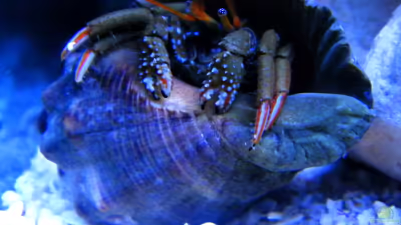 Clibanarius erythropus von Malawigo (64)