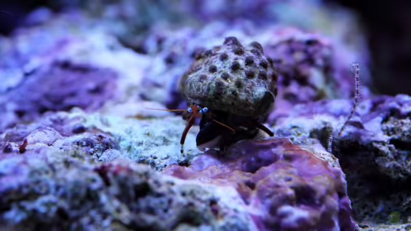 Clibanarius sp. - Einsiedlerkrebs von Micha (71)