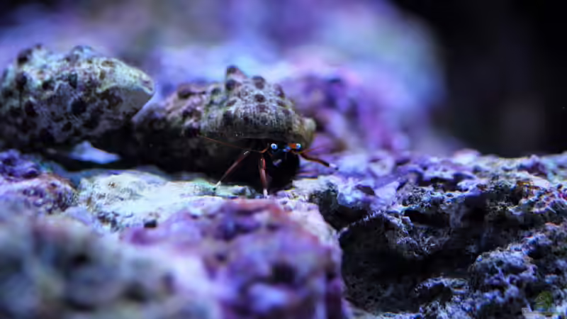 Aquarien mit Calcinus latens (Einsiedlerkrebs)