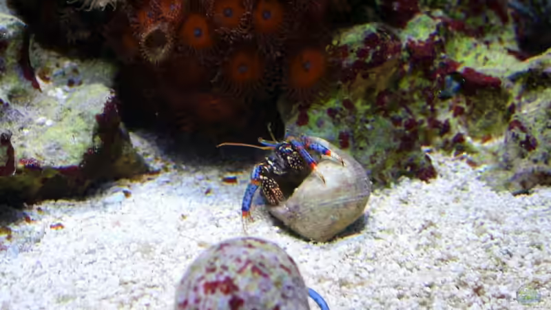 Clibanarius tricolor - Blaubein-Einsiedlerkrebs von Dirk Schäfer (30)
