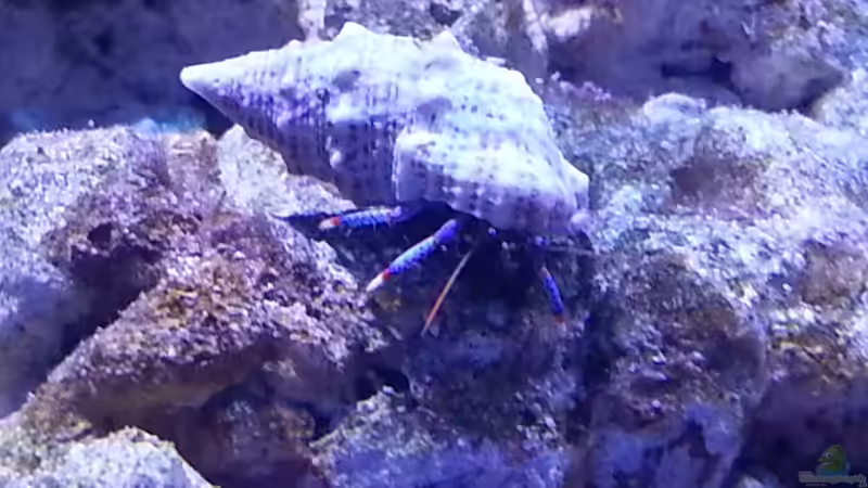 Aquarien mit Clibanarius tricolor (Blaubein-Einsiedlerkrebs)