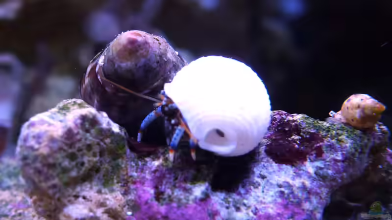 Clibanarius tricolor - Blaubein von Summse (64)