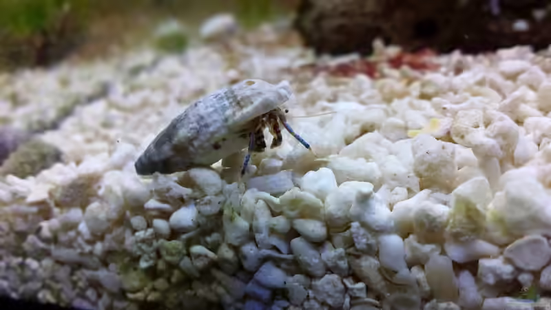 Clibanarius tricolor von Amazonasbecken.eu (22)