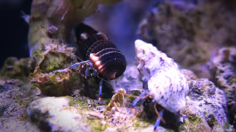 Clibanarius tricolor (x5) von Wolfgang Hutter (5)