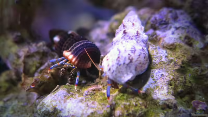 Aquarien mit Clibanarius tricolor (Blaubein-Einsiedlerkrebs)