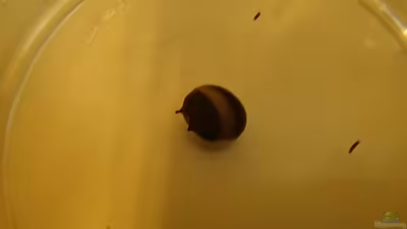 Clithion sp. Geweihschnecke ´Black/Gold´ von Pflanzennarr (40)