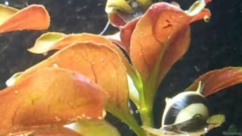 Clithon corona von feuervogel-82 (23)