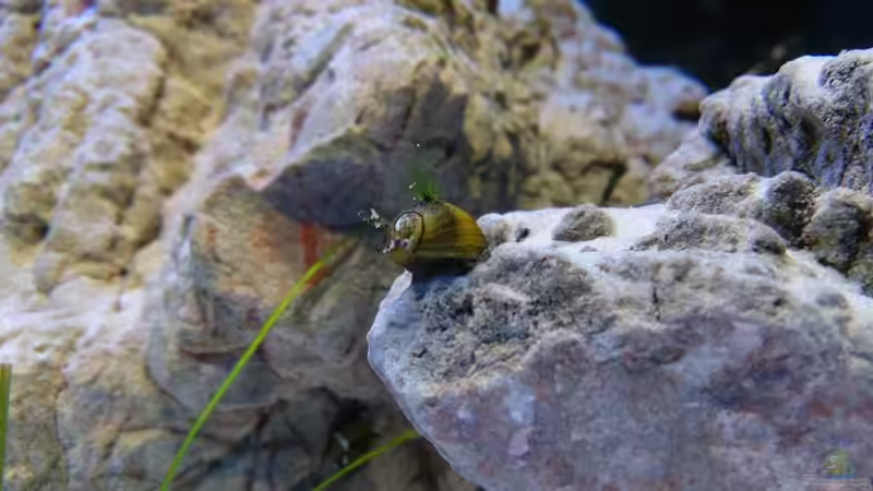 Clithon corona von PhilGabriel (16)