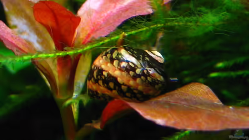 Clithon sp. ( und Algen, die ich gerade erst entdeckt habe...hmpf ) von Nanu (32)