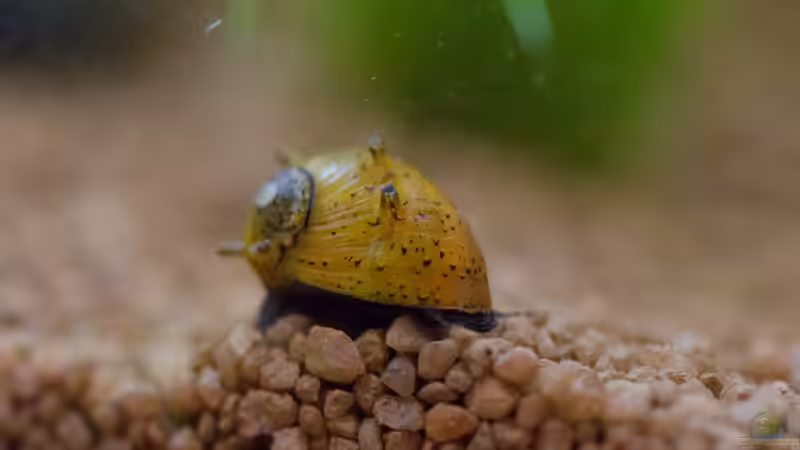 Clithon sp. von GoreSlayer (39)