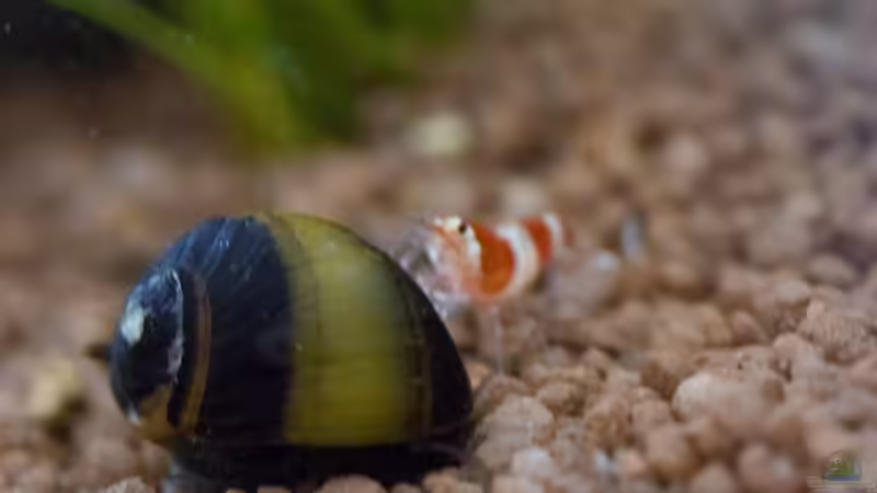 Clithon sp. von GoreSlayer (40)