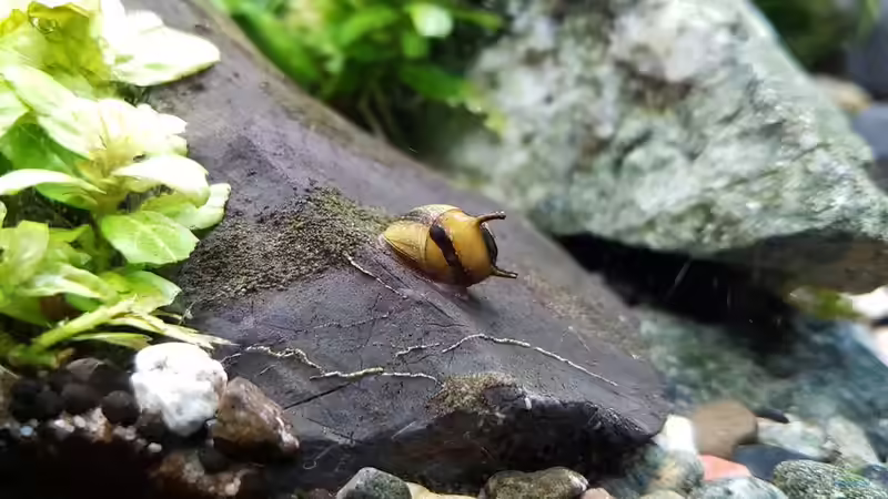 Clithon sp. von YoshiMaus (40)