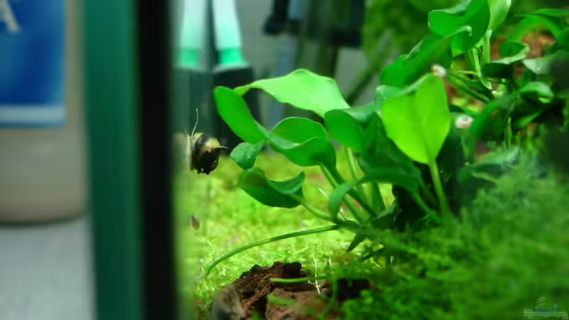 Clithon sp von cantiga (12)