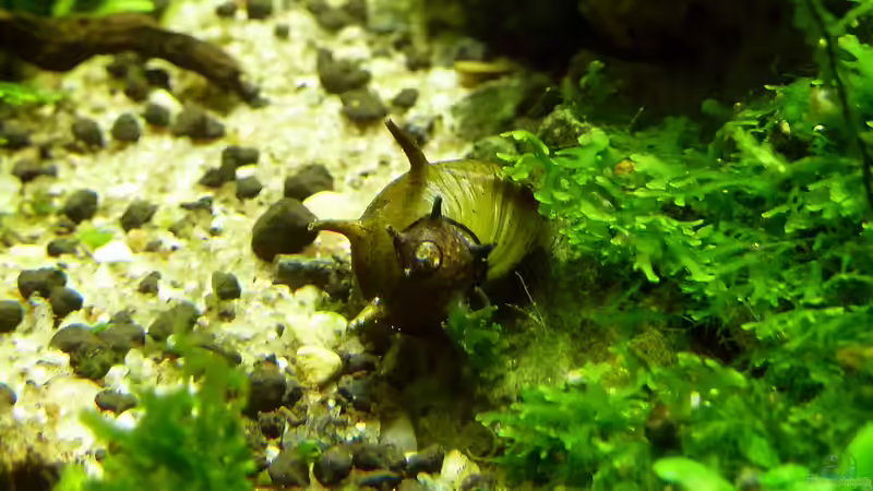 Clithon spec. von -serok- (30)