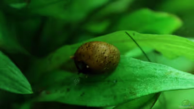 Clithon spec. von die Perle... (43)