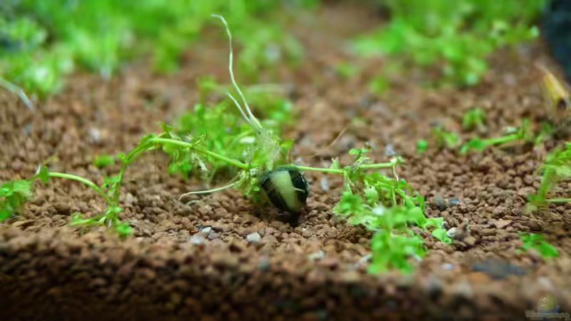 Clithon spec. von Guido Seifert (47)