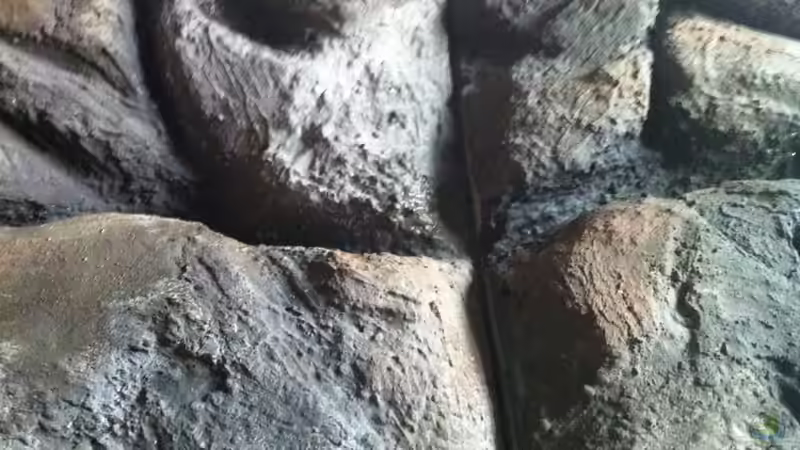 Closeup 1 von Dynnarts (14)