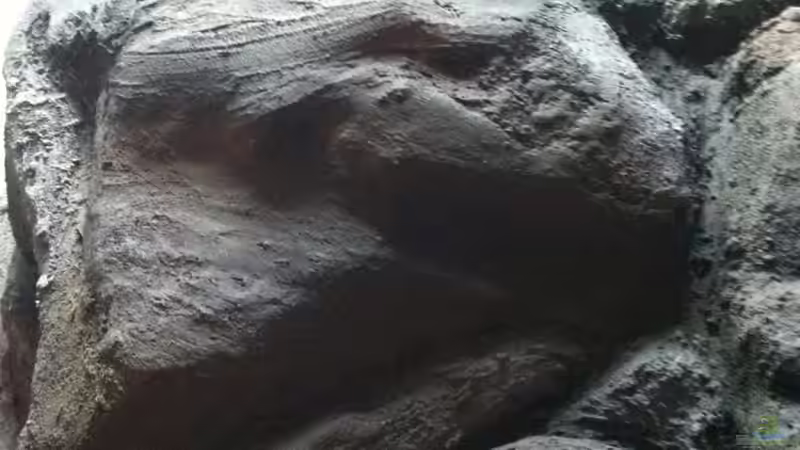 Closeup 2 von Dynnarts (15)