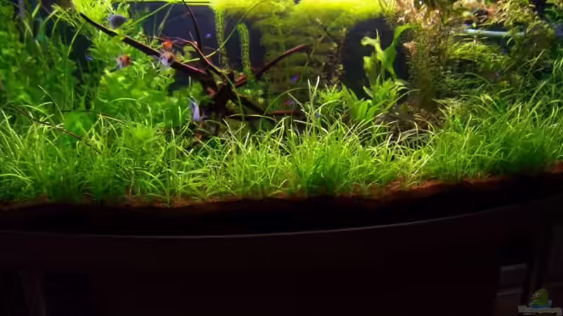 Clown Fische (Nachzucht) von René Geisler (20)