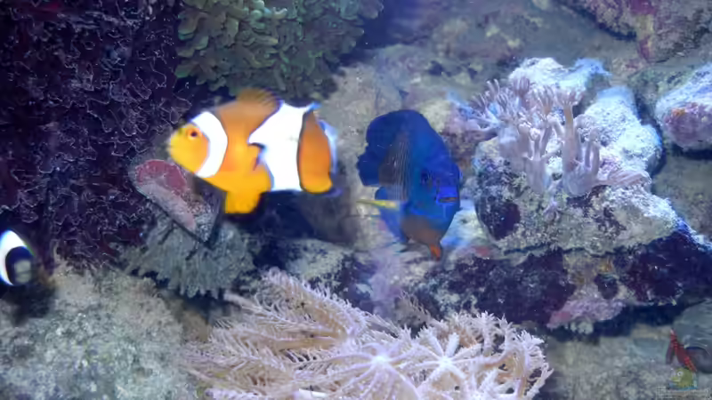 Clown und Kaiser. von Rolf Mohr (31)