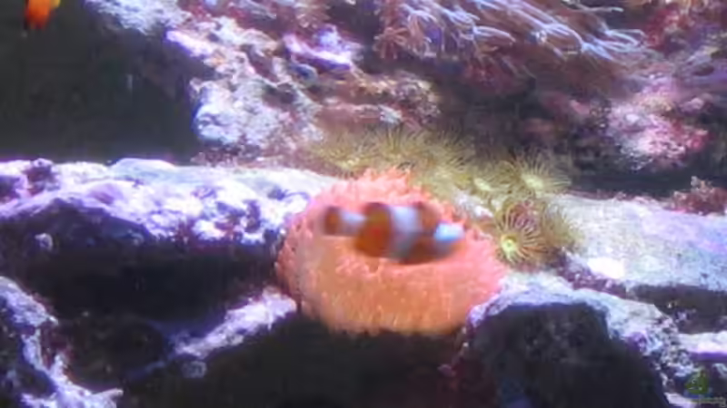 Clownfisch am kuscheln von Holgi K. (29)