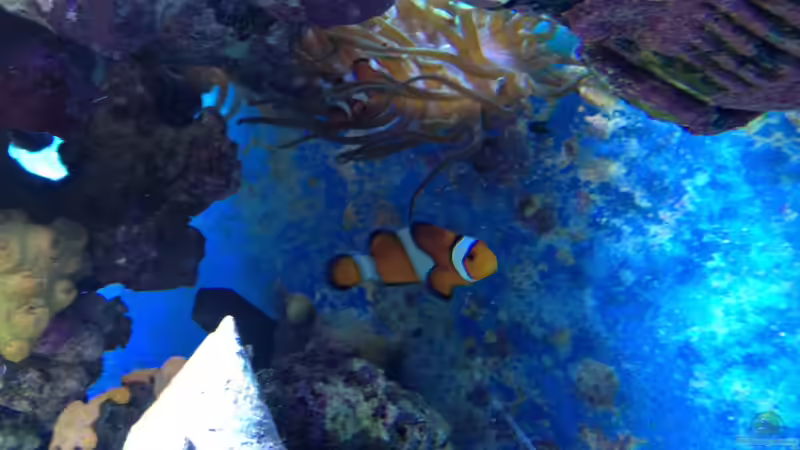 Clownfisch von Andreas Stiller (81)