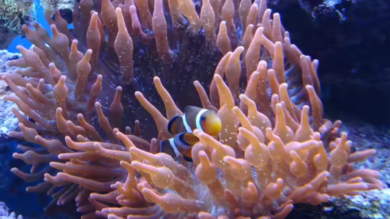 Aquarien mit Amphiprion percula (Trauerband-Anemonenfisch)