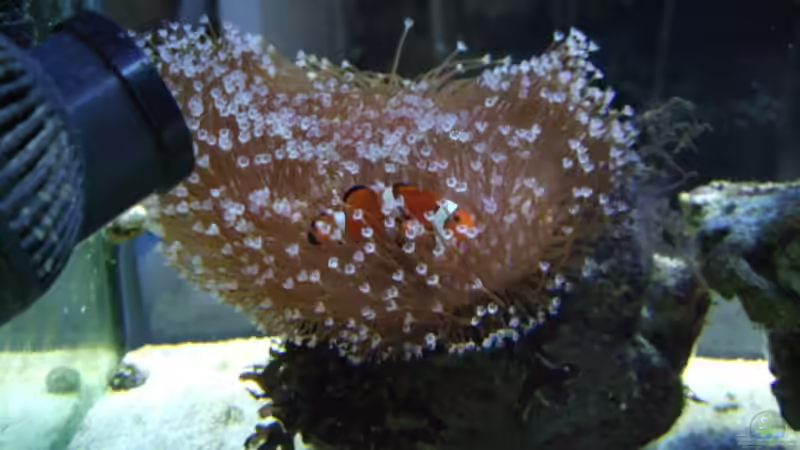 Clownfische in der Ersatzanemone von Salzeritis (27)