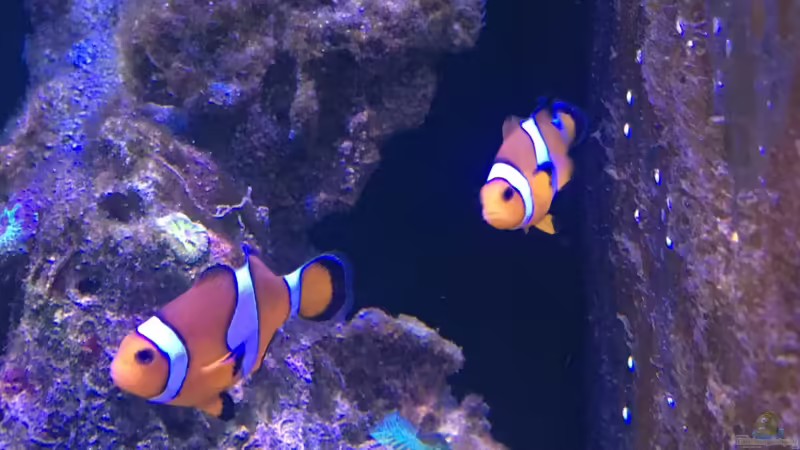 Clownfische von Thomas S-H (18)