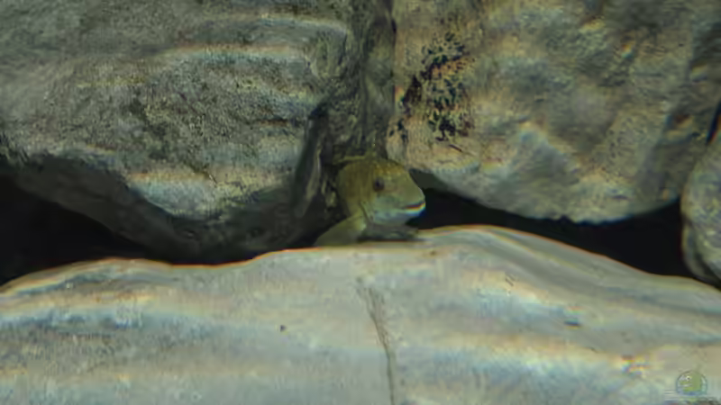 Clowni beim checken von Lars Schnabel (13)