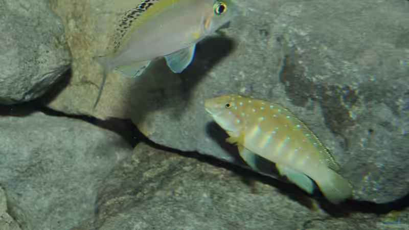 Clowni_Kipilli von Lars Schnabel (12)