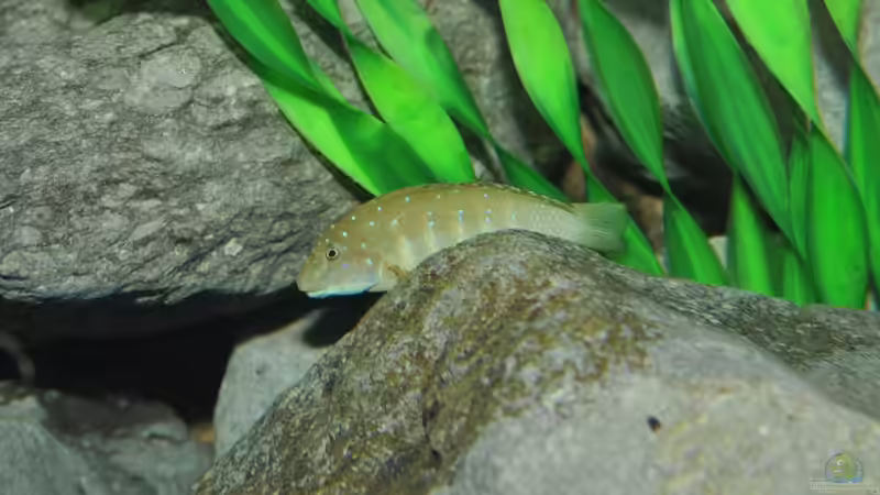 clowni_Vallis von Lars Schnabel (14)