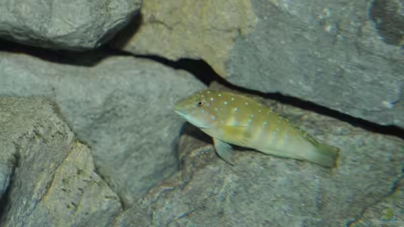 Clowni von Lars Schnabel (11)