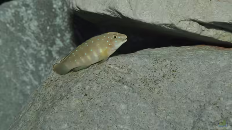 clownichef von Lars Schnabel (17)