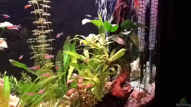 CO 2  von Süßwasserpirat (14)