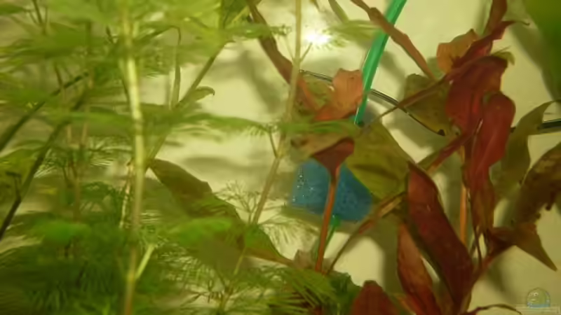 CO 2 Anlage von lichterschein (15)