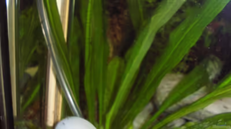 Co² Ausströmer von Südamerikafreak BK (13)