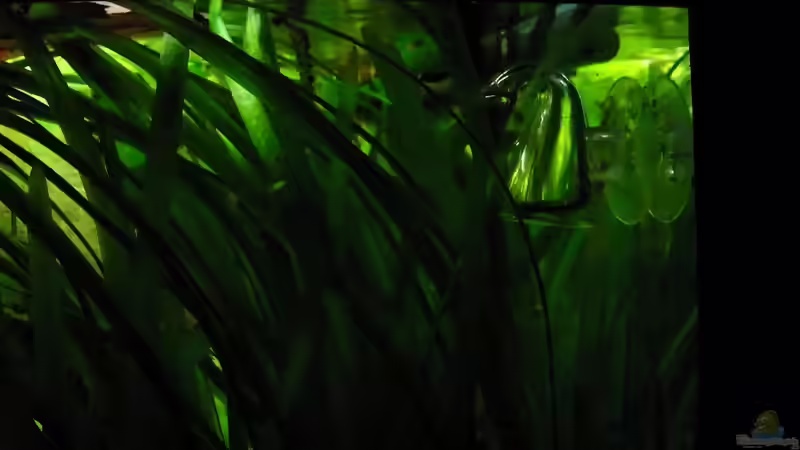 Co² Dauertest Nano von Andy_daHousecat (26)