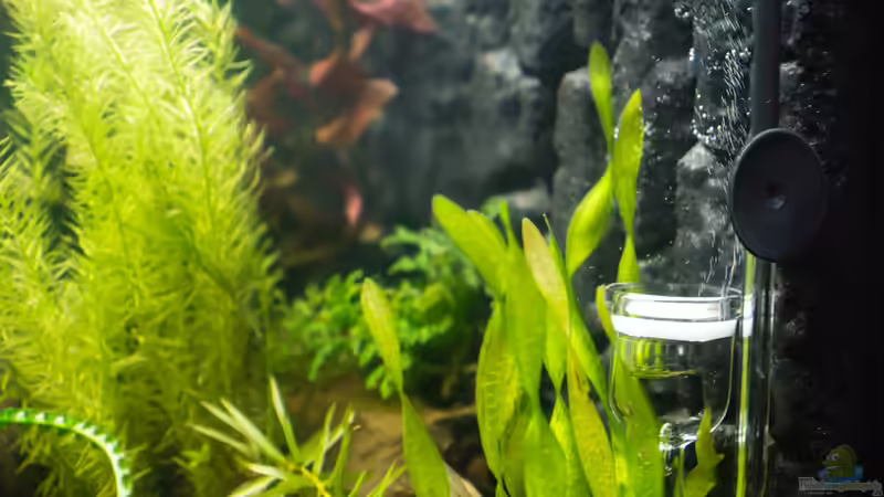 CO²-Diffusor von rasrol (18)