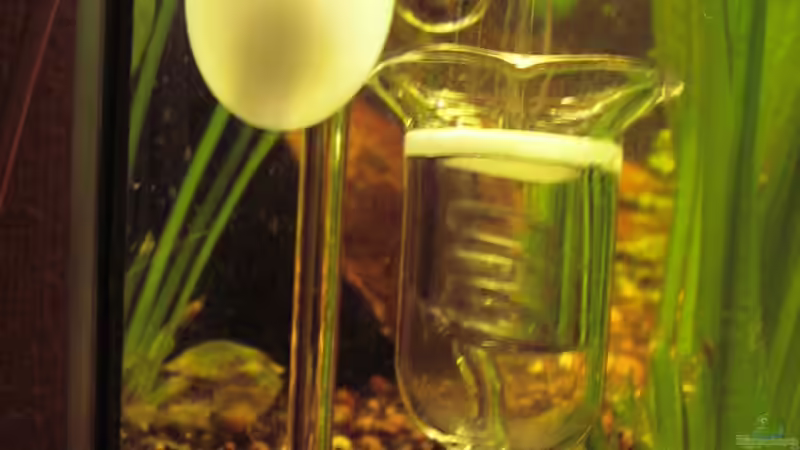 Co² Diffusor von Südamerikafreak BK (32)