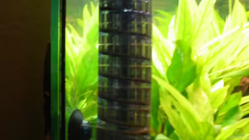 CO²-Düngung von Thomas Hilsberg (10)