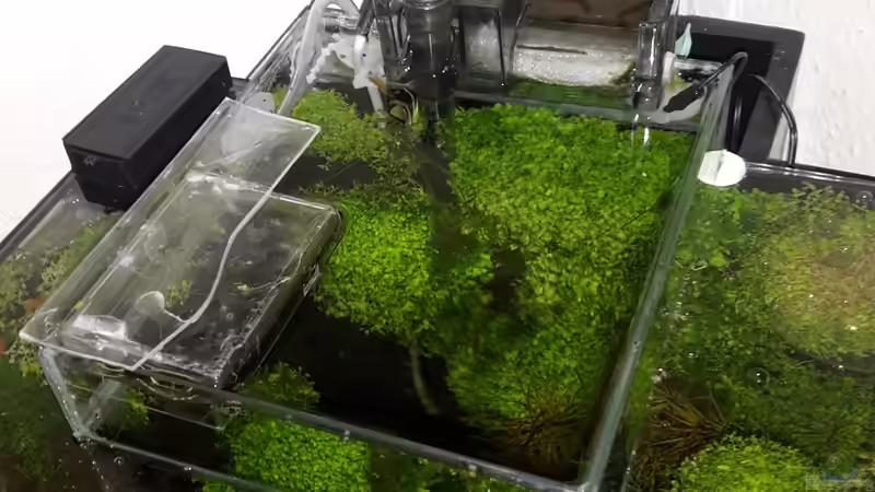 CO² Einleitung über die Oberfläche von Schallex (18)